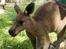 02_AustraliaZoo_10