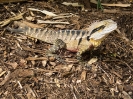 02_AustraliaZoo_1