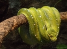 02_AustraliaZoo_5
