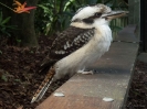 03_AustraliaZoo