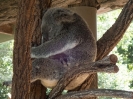 03_AustraliaZoo_103