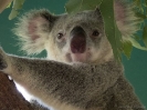 03_AustraliaZoo_107