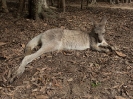 03_AustraliaZoo_108