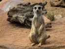 03_AustraliaZoo_112