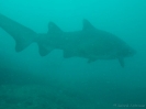 04_Diving_WolfRock