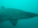 04_Diving_WolfRock_101