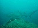 04_Diving_WolfRock_102