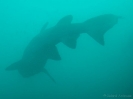 04_Diving_WolfRock_103