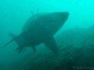 04_Diving_WolfRock_104
