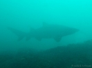 04_Diving_WolfRock_105
