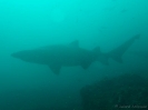 04_Diving_WolfRock_106