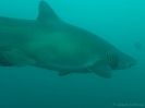 04_Diving_WolfRock_107