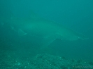 04_Diving_WolfRock_108