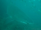 04_Diving_WolfRock_109