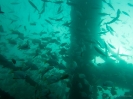 06_Diving_HMASBrisbane_105