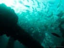 06_Diving_HMASBrisbane