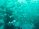 06_Diving_HMASBrisbane_112