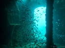 06_Diving_HMASBrisbane_120