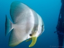 06_Diving_HMASBrisbane_124