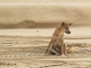 07_FraserIsland_103