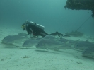 08_LadyElliot-Island