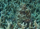 08_LadyElliot-Island_108