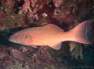 08_LadyElliot-Island_109