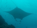08_LadyElliot-Island_110