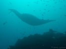 08_LadyElliot-Island_111