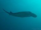 08_LadyElliot-Island_112