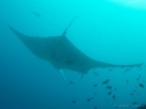 08_LadyElliot-Island_113