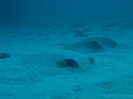 08_LadyElliot-Island_114