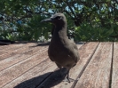 08_LadyElliot-Island_115