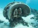 08_LadyElliot-Island_116