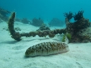 08_LadyElliot-Island_117