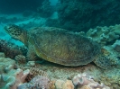 08_LadyElliot-Island_118