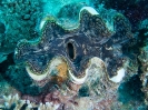 08_LadyElliot-Island_119
