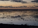 08_LadyElliot-Island_121