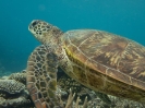 08_LadyElliot-Island_125