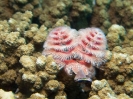 08_LadyElliot-Island_126