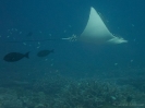 08_LadyElliot-Island_129