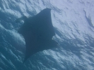 08_LadyElliot-Island_130