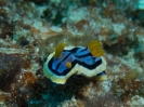08_LadyElliot-Island_131