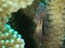 08_LadyElliot-Island_133