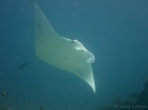 08_LadyElliot-Island_134