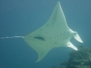 08_LadyElliot-Island_135