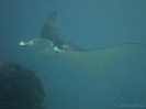 08_LadyElliot-Island_136