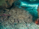 08_LadyElliot-Island_138