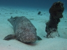 08_LadyElliot-Island_141