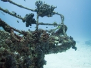 08_LadyElliot-Island_142